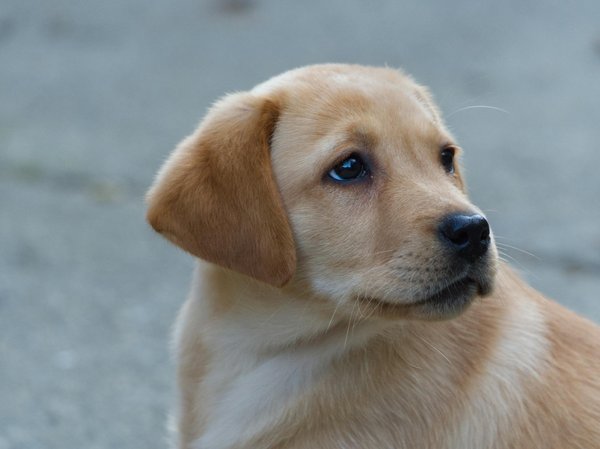 Como escolher a melhor raça de cachorro para crianças?